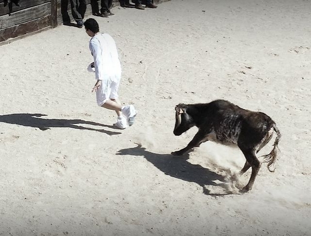 A punto de pillar al novillero